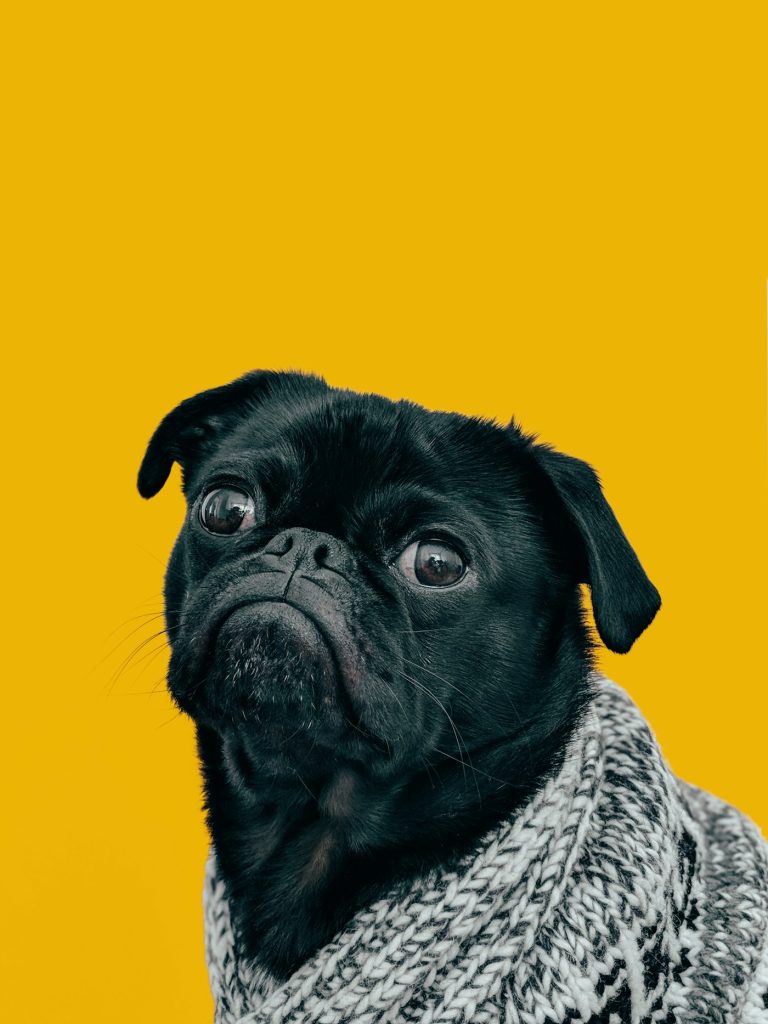 Illustration FidelAssur — chien