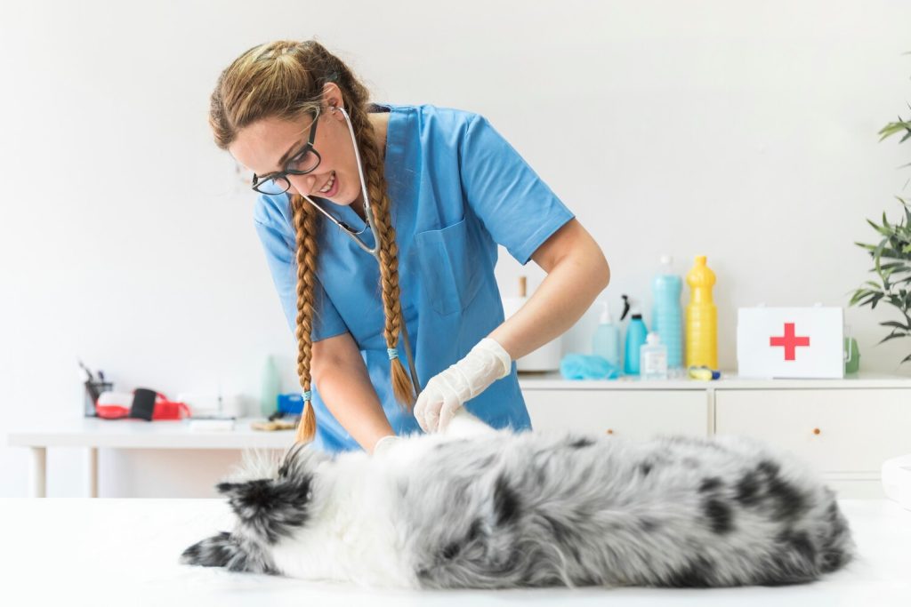 portrait of female veterinarian examining the dog on table in clinic