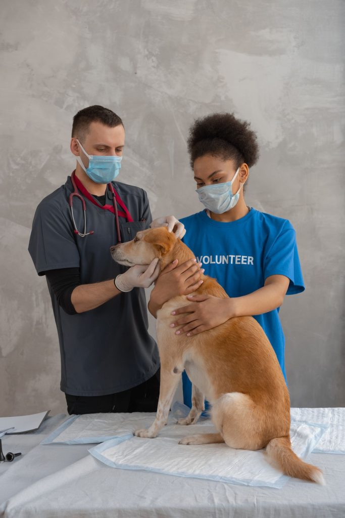 Un chien est examiné lors d’une consultation vétérinaire.